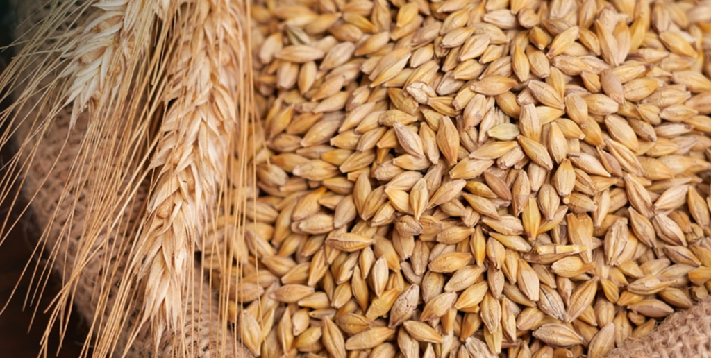 Feed barley used for cattle and poultry nutrition