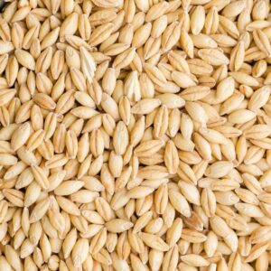 🌾 Barley – Premium Quality for Food & Animal Feed | Bulk Supply