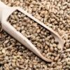 Hemp-seed (1)