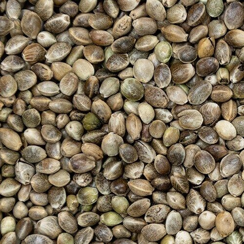 Hemp-seed (2)