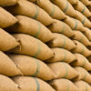 Bulk 50kg Packaging of Non-GMO Barley for Sale