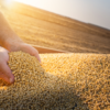 Soybean Farming and Processing for Food & oil