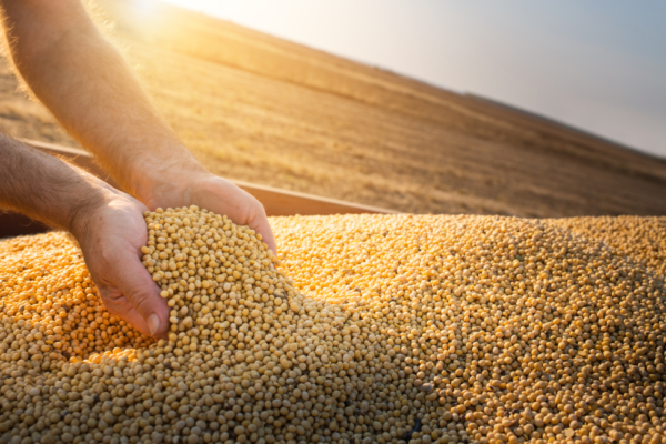 Soybean Farming and Processing for Food & oil