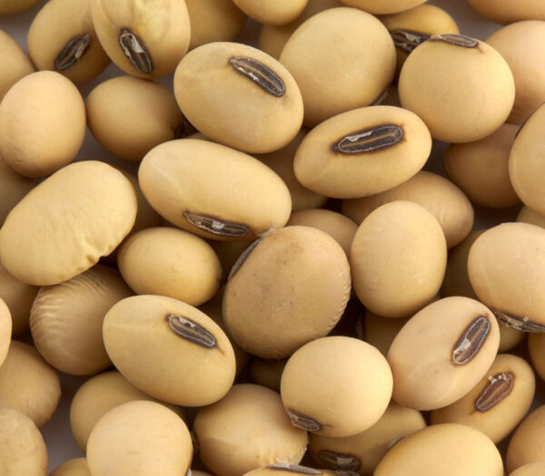 Bulk 50kg Packaging of Non-GMO Soybeans