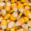 🌽 Yellow Corn - Premium Quality | Bulk Supply