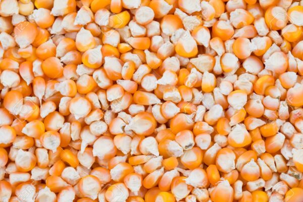 🌽 Yellow Corn - Premium Quality | Bulk Supply