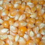 High-Quality Non-GMO Maize for Animal Feed