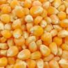 High-Quality Non-GMO Maize for Animal Feed