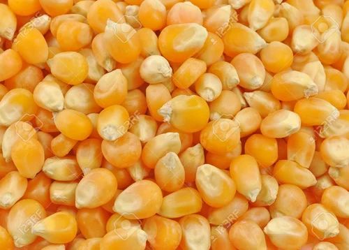 High-Quality Non-GMO Maize for Animal Feed