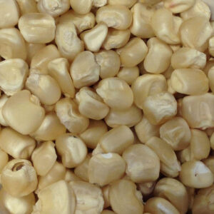 🌽 White Maize – Premium Quality | Bulk Supply