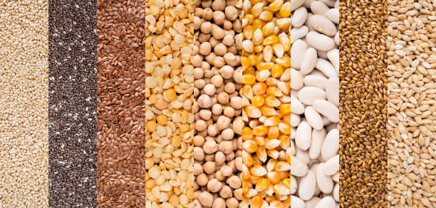 what are feed grains used for