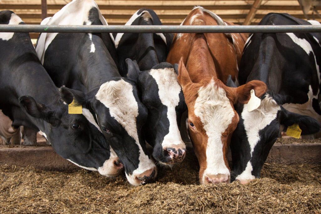 Dairy cattle feet , bulk supply