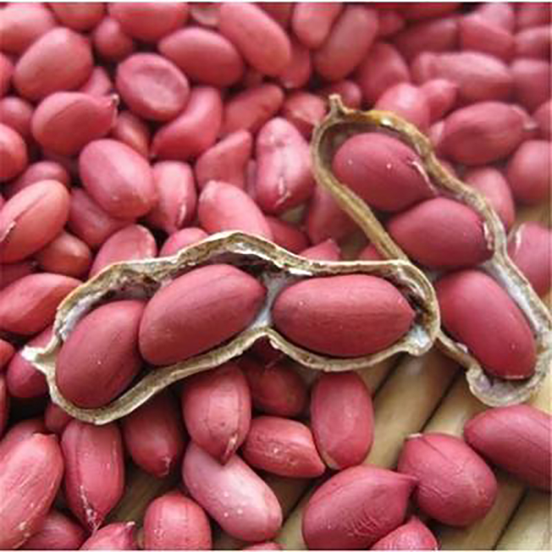 peanuts and groundnuts bulk agricultural supply