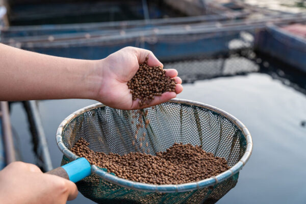 algae based fish meal