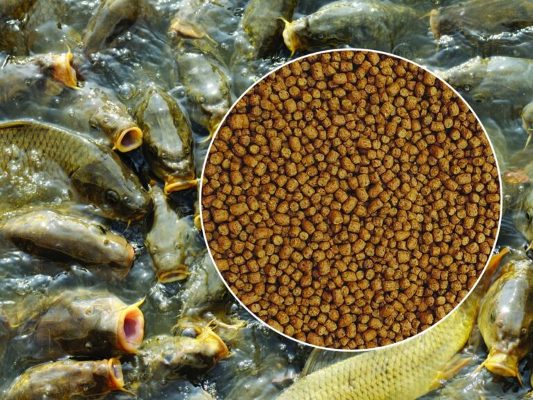 fish farming feed for aquaculture production