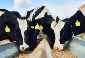 Animal-feed