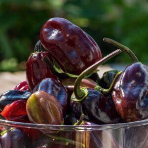 🌶️ Big Brown Kathumby Chilli Pepper Seeds – Rare, Super-Hot, and High Yield