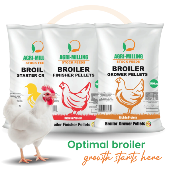 broiler chickens eating poultry feed