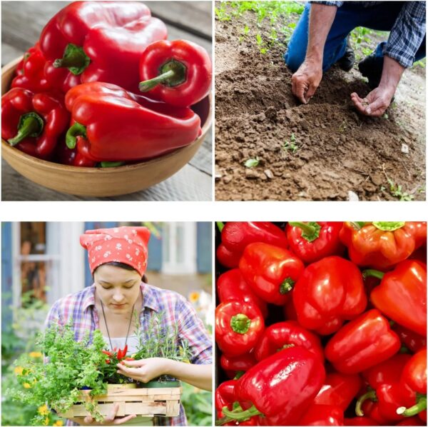 🫑 California Wonder Red Sweet Pepper Seeds – Premium Blocky Bell Variety