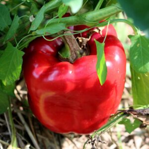🫑 California Wonder Red Sweet Pepper Seeds – Premium Blocky Bell Variety