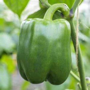 🫑 California Wonder Sweet Green Pepper Seeds – High-Yield Heirloom Variety