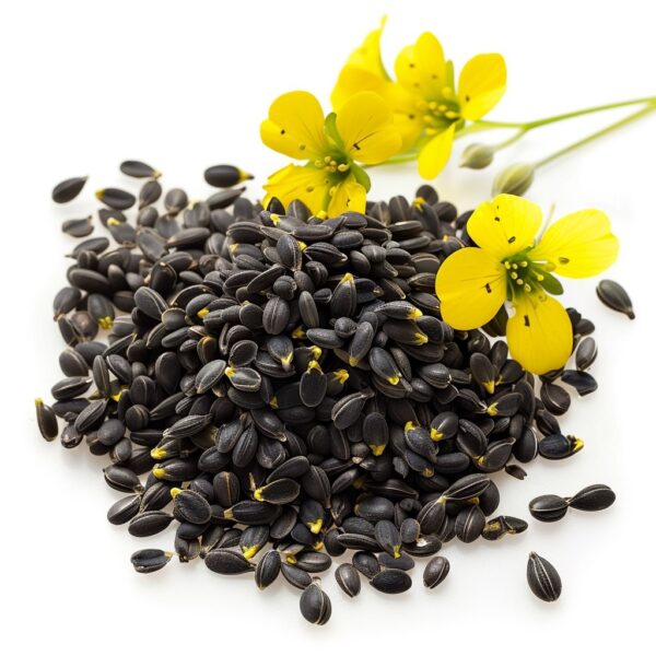 🌿 Canola Seeds – High Oil Yield Variety for Commercial Cultivation