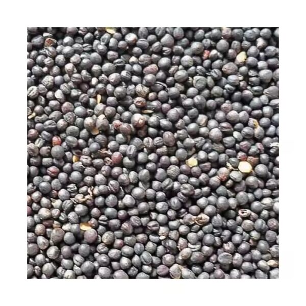 🌿 Canola Seeds – High Oil Yield Variety for Commercial Cultivation