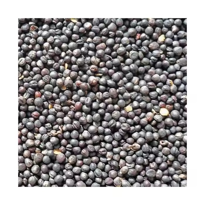 canola seed for sale for farming