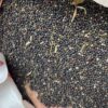 🌿 Canola Seeds – High Oil Yield Variety for Commercial Cultivation