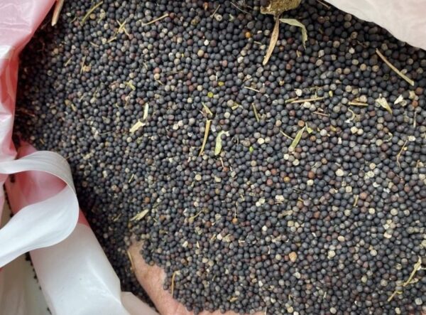 🌿 Canola Seeds – High Oil Yield Variety for Commercial Cultivation
