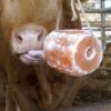Cattle Mineral Block Licks – Premium