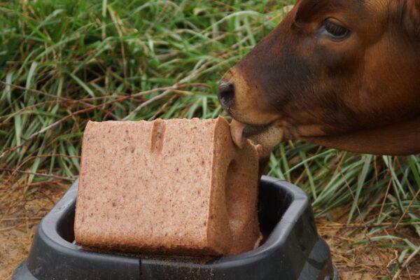 bulk cattle mineral lick blocks stacked on pallets for farm supply