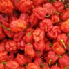 Dutch Reaper Red Chilli (1) πΆοΈ Dutch Reaper Red Chilli Seeds β World-Class Extreme Heat Variety