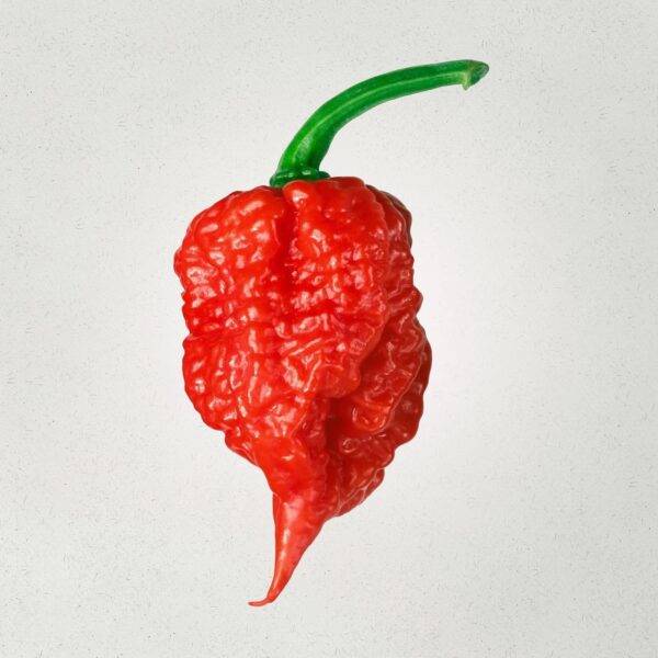 Dutch Reaper Red Chilli (2) πΆοΈ Dutch Reaper Red Chilli Seeds β World-Class Extreme Heat Variety