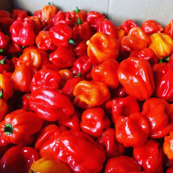 Dutch Reaper Red Chilli (3) πΆοΈ Dutch Reaper Red Chilli Seeds β World-Class Extreme Heat Variety