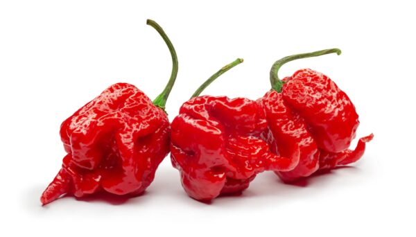 Dutch Reaper Red Chilli (5) πΆοΈ Dutch Reaper Red Chilli Seeds β World-Class Extreme Heat Variety
