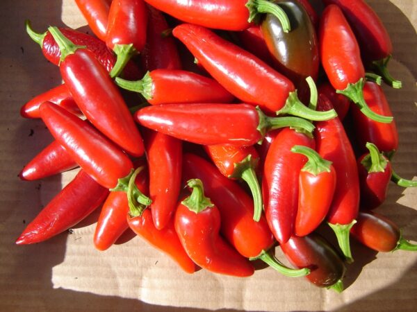 🌶️ Giant Jalapeño Chilli Pepper Seeds – Bold Flavor & Bigger Yields