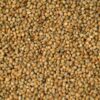 🌾 Millet Seeds – Drought-Resistant Grain for Human and Animal Use