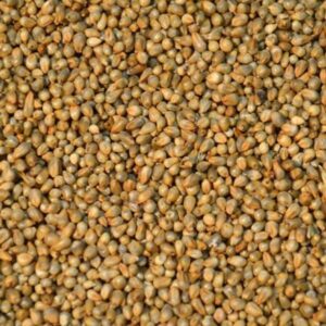 🌾 Millet Seeds – Drought-Resistant Grain for Human and Animal Use