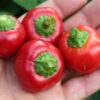 🌶️ Piquante Sweet Chilli Pepper Seeds – High-Yield Variety for Commercial Cultivation
