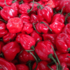 🌶️ Piquante Sweet Chilli Pepper Seeds – High-Yield Variety for Commercial Cultivation