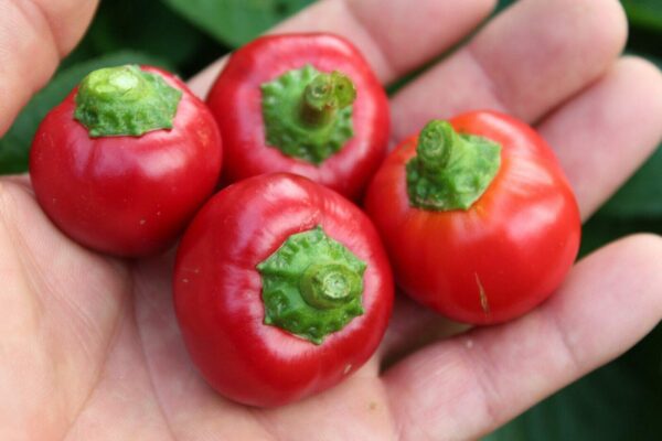 🌶️ Piquante Sweet Chilli Pepper Seeds – High-Yield Variety for Commercial Cultivation