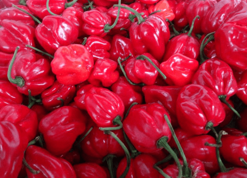 🌶️ Piquante Sweet Chilli Pepper Seeds – High-Yield Variety for Commercial Cultivation