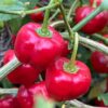 🌶️ Piquante Sweet Chilli Pepper Seeds – High-Yield Variety for Commercial Cultivation