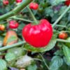 🌶️ Piquante Sweet Chilli Pepper Seeds – High-Yield Variety for Commercial Cultivation