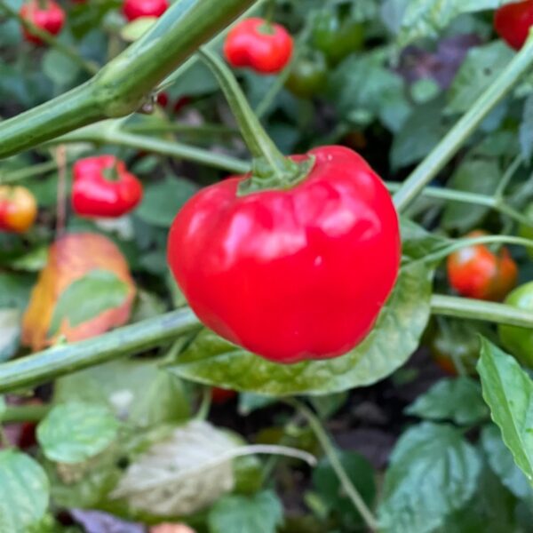 🌶️ Piquante Sweet Chilli Pepper Seeds – High-Yield Variety for Commercial Cultivation