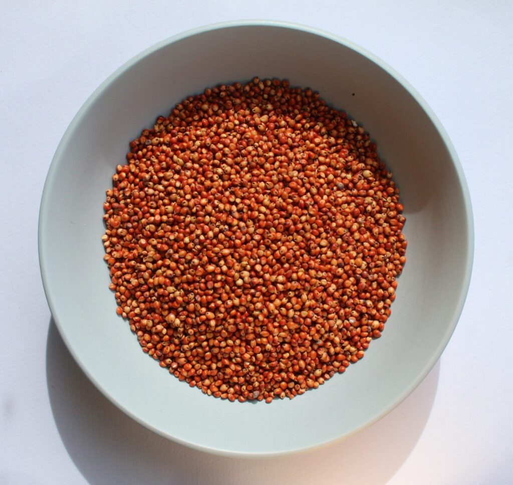 red sorghum grain bulk supply