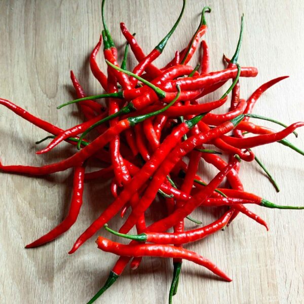 Birds Eye Seeds | Bulk Bird’s Eye Chili Seeds