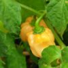 🌶️ Yellow Habanero Chilli Pepper Seeds – High-Heat, High-Yield Variety