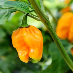 🌶️ Yellow Habanero Chilli Pepper Seeds – High-Heat, High-Yield Variety